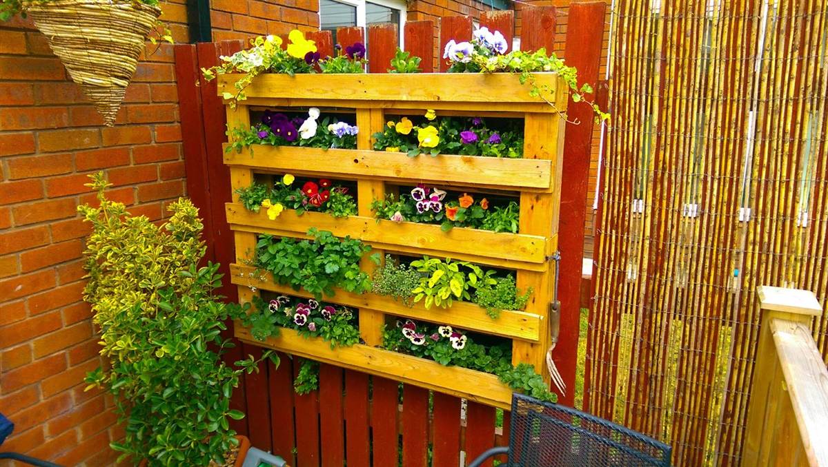 Fully established pallet planter with pansies in purple, yellow and white spilling over every tier, herbs lush in the middle rows